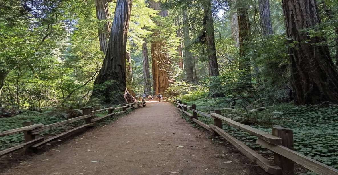 San Francisco: Full-Day City Tour w/ Muir Woods & Sausalito - Should you book the San Francisco + Muir Woods + Sausalito tour?