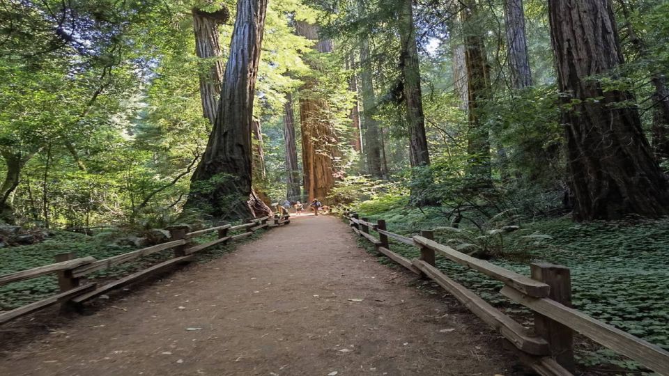 San Francisco: Full-Day City Tour w/ Muir Woods & Sausalito - Muir Woods: 1 hour 20 minutes under the tall redwoods