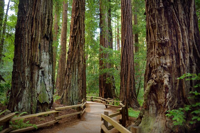 San Francisco: Full Day Coastal Redwoods & Wine Country Tour - Key highlights at a glance