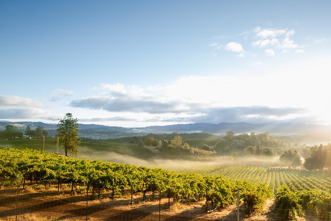 San Francisco: Full Day Coastal Redwoods & Wine Country Tour - Transportation, timing, and walking levels that matter