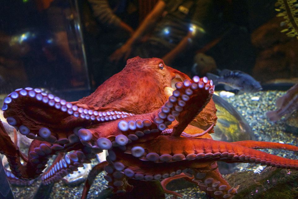 San Francisco: Go City All-Inclusive Pass 30+ Attractions - Price and value: is $104 a good deal for this pass?
