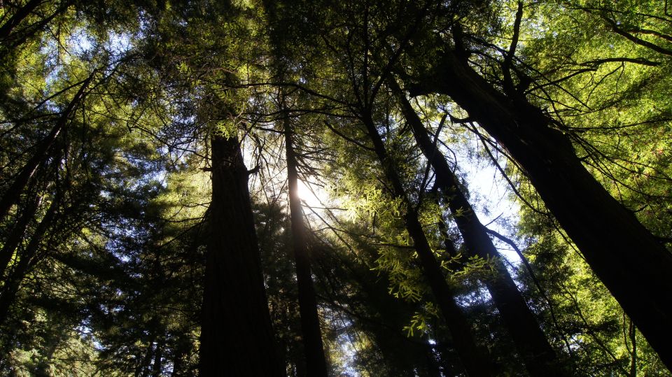 San Francisco: Guided Coastal Redwoods & Wine Country Tour - A smart 9-hour plan: redwoods first, wine after