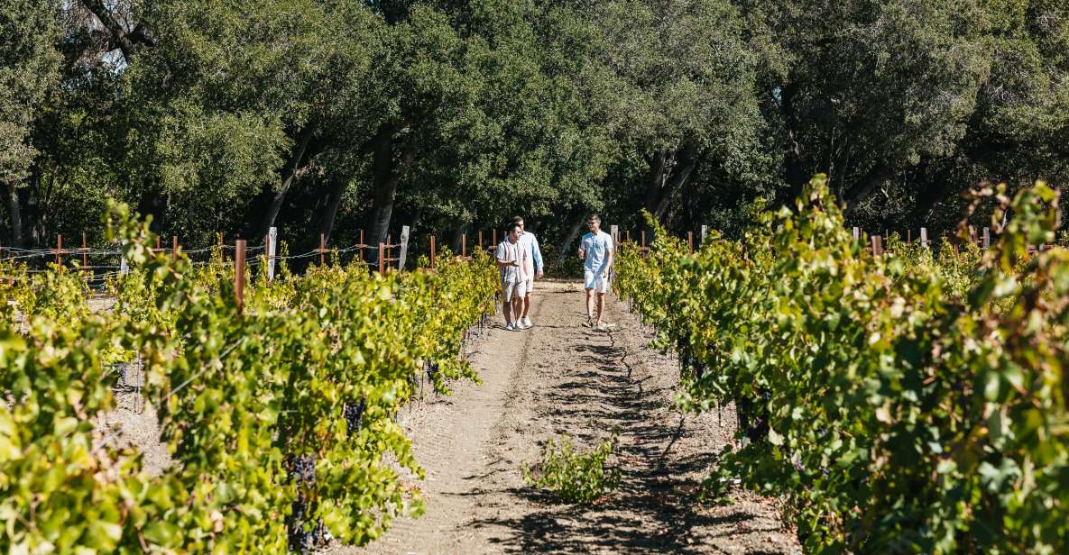 San Francisco: Half-Day Wine Country Excursion with Tastings - Half-Day Is the Sweet Spot: What This 330-Minute Plan Really Gives You