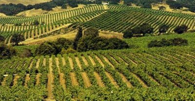 San Francisco: Half-Day Wine Country Tour with Wine Tastings - Golden Gate Bridge Views: the Part You’ll Probably Rewatch on Your Camera
