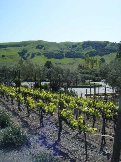 San Francisco: Half-Day Wine Country Tour with Wine Tastings - The Return Ride: Second Golden Gate Crossing and that Slow Sunset Feeling
