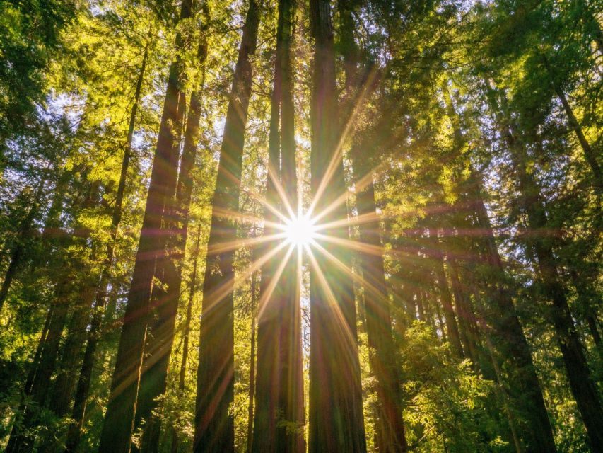 San Francisco: Muir Woods and Sausalito Experience - Key Points You’ll Actually Care About