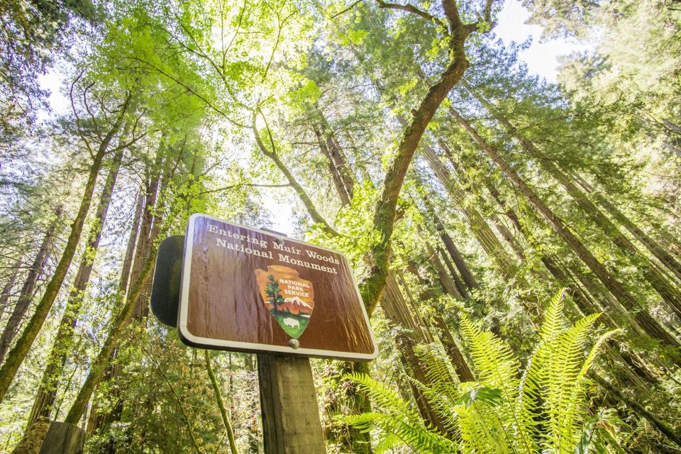 San Francisco: Muir Woods and Sausalito Experience - Why This Redwoods-and-Bay Day Works in 4 Hours