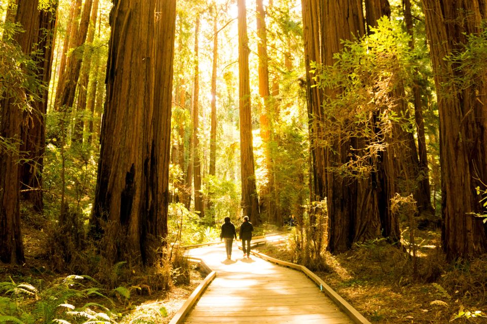 San Francisco: Muir Woods and Sausalito Experience - Entering Muir Woods National Monument: Tall Trees and a Walk You Control
