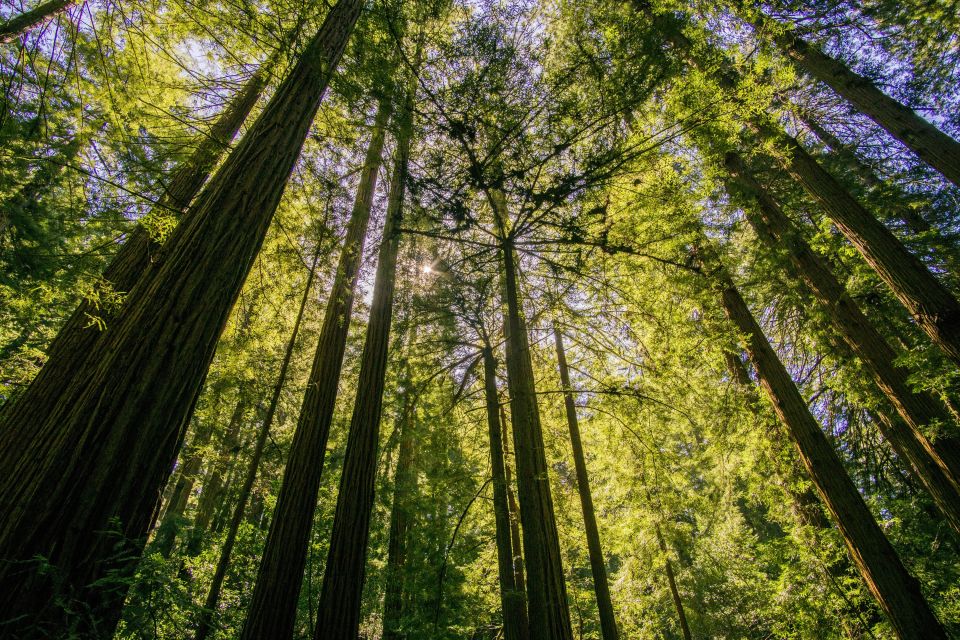 San Francisco: Muir Woods and Sausalito Experience - Who Should Book This Tour (and Who Might Prefer Something Else)