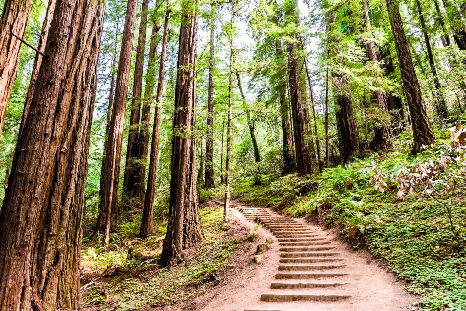 San Francisco: Muir Woods and Sausalito Half-Day Trip - Muir Woods with fewer crowds: how to make 90 minutes count