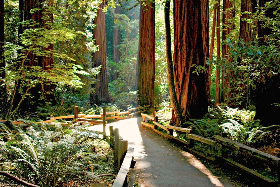 San Francisco: Muir Woods and Sausalito Half-Day Trip - Sausalito free time (45 minutes): browsing, views, and choosing your pace