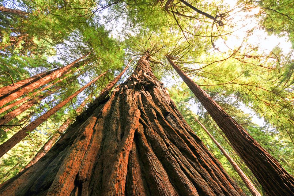San Francisco: Muir Woods and Sausalito Half-Day Trip - Coming back to San Francisco: bus vs ferry and the value of flexibility