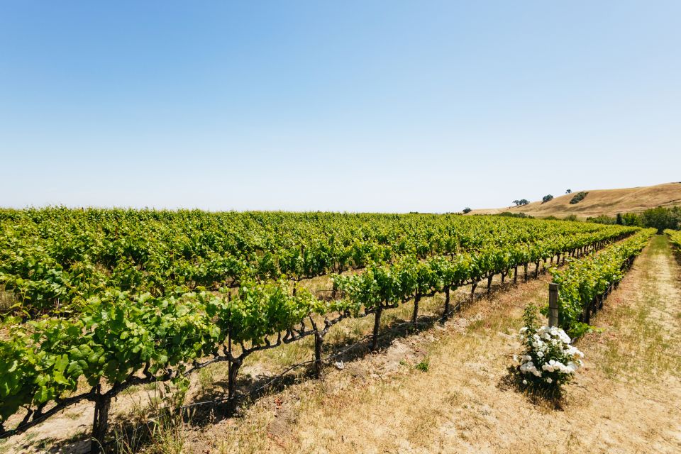San Francisco: Muir Woods, Napa & Sonoma Valley Wine Tour - Three Wineries, Three Tastings: Mayo, Ru Vango, and Jacuzzi Family Vineyards