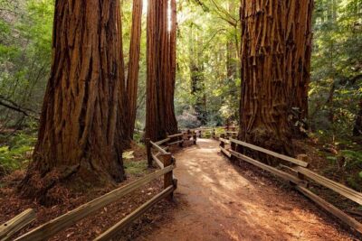 San Francisco, Muir Woods, Sausalito and optional Alcatraz tour - Pacific Heights, Fort Point, and the Golden Gate Bridge photos