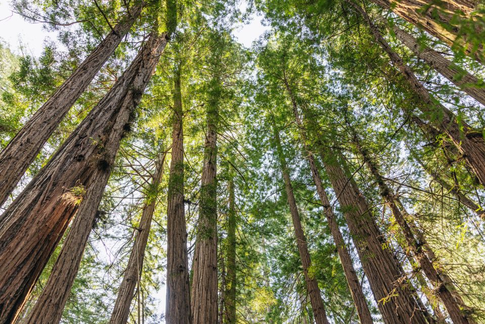 San Francisco: Muir Woods, Sausalito and SF Bay Cruise - Final check: should you book this Muir Woods, Sausalito, and Bay Cruise tour?