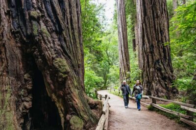 San Francisco: Muir Woods & Sausalito Tour with Ferry Option - Getting there from San Francisco: Taylor Street plus optional pickups