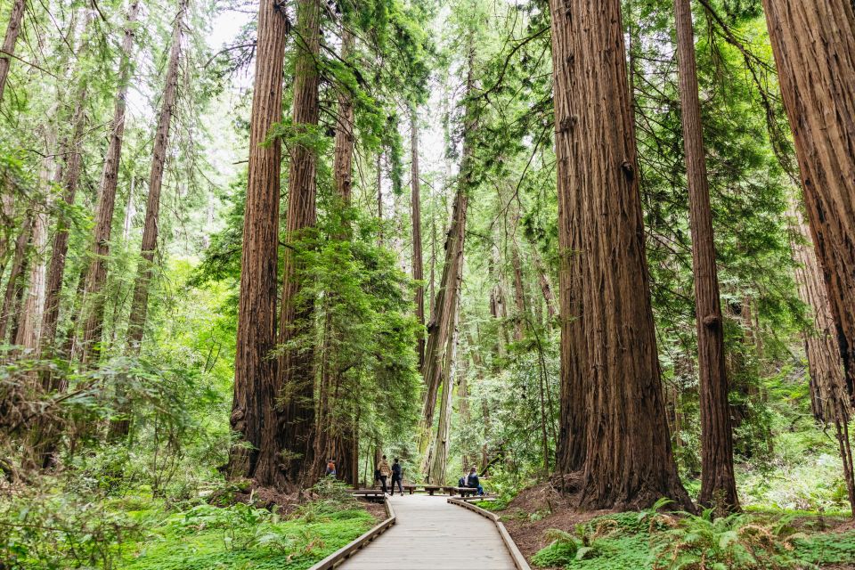 San Francisco: Muir Woods & Sausalito Tour with Ferry Option - Ferry option vs bike option: which return makes more sense?