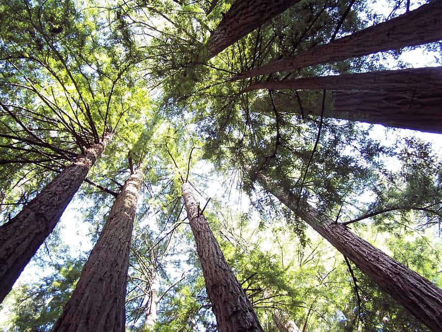San Francisco: Muir Woods Tour & Golden Gate Bay Cruise - Key points to know before you go
