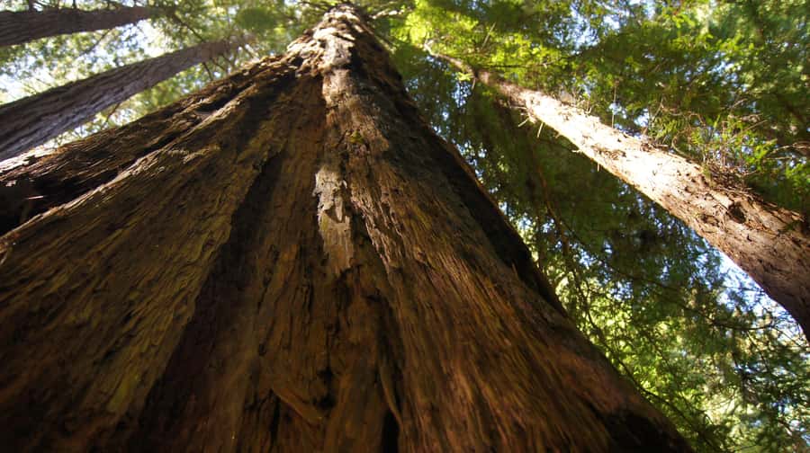 San Francisco: Muir Woods Tour & Golden Gate Bay Cruise - Muir Woods National Monument: what 1.5 hours really gives you