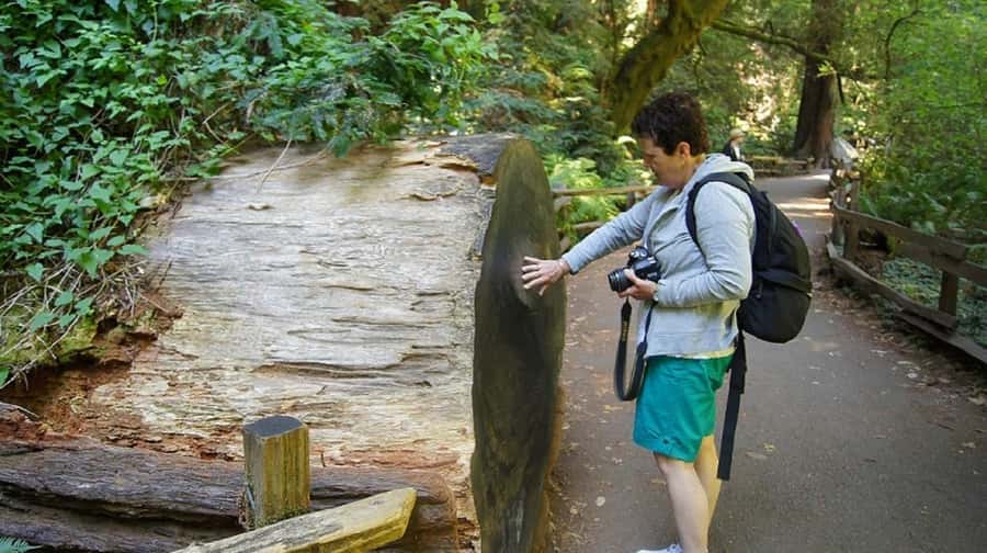 San Francisco: Muir Woods Tour & Golden Gate Bay Cruise - The mini-bus ride across the Golden Gate Bridge