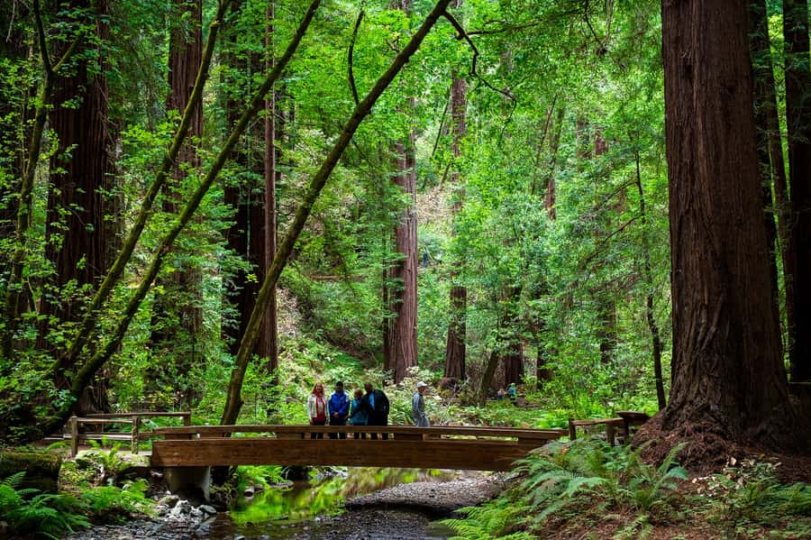 San Francisco: Redwood & Wine Country Tour with Lunch & Wine - Key things to know before you go