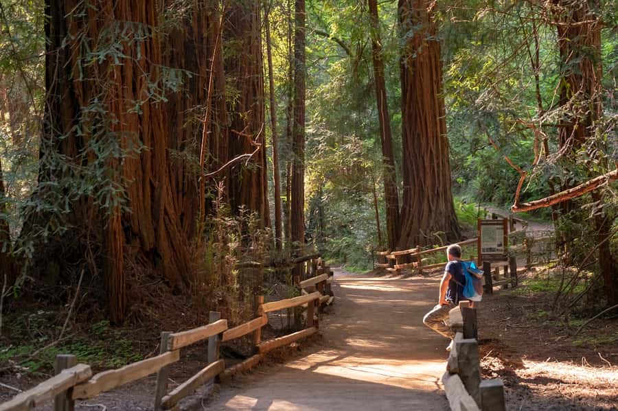 San Francisco: Redwood & Wine Country Tour with Lunch & Wine - San Francisco hotel pickup and the Wi‑Fi ride out to wine country