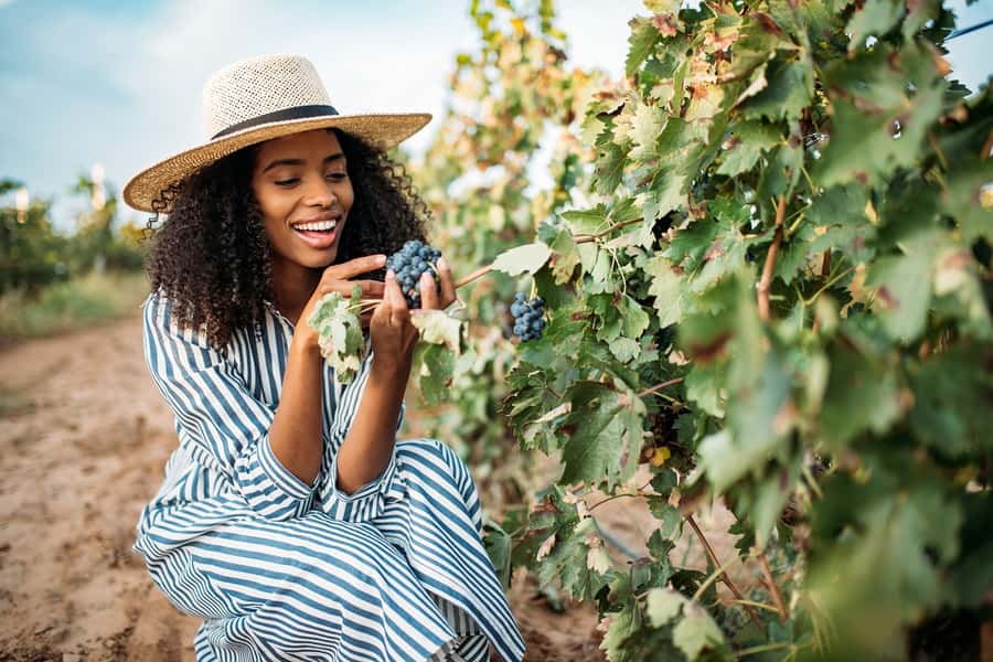 San Francisco: Redwood & Wine Country Tour with Lunch & Wine - Sonoma Plaza lunch and wine tasting: more than one stop, more than one mood