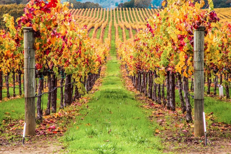 San Francisco: Sonoma Wine Country Tour with Tastings - What you get for $189: value in tastings, pacing, and pickup