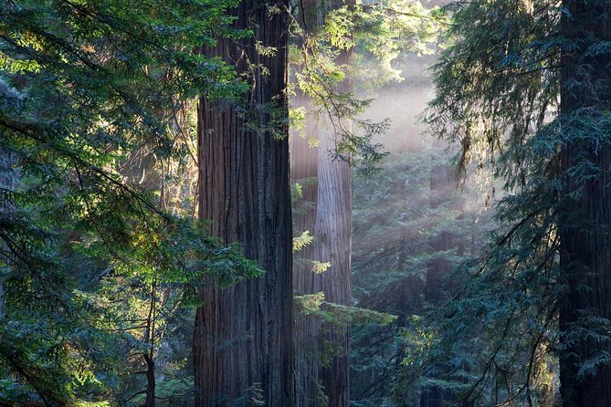 San Francisco Super Saver: Grand City Tour plus Muir Woods & Sausalito Day Trip - Price and value: does $155 make sense?