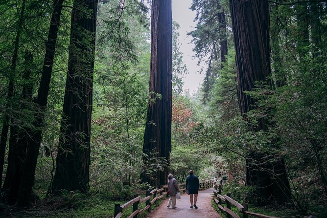 San Francisco Super Saver: Muir Woods & Wine Country w/ optional Gourmet Lunch - Mayo Family Winery: small-batch flavor in Sonoma Valley