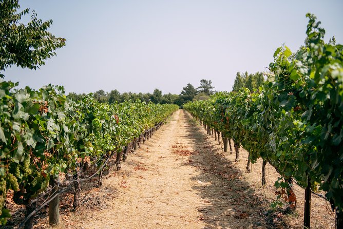 San Francisco Super Saver: Muir Woods & Wine Country w/ optional Gourmet Lunch - The wine plan: what’s included, what isn’t, and how to choose your expectations