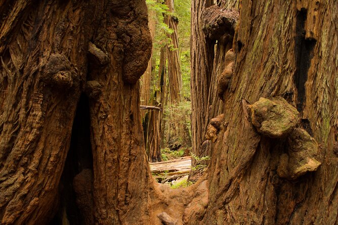 San Francisco to Muir Woods Shuttle - Practical tips: layers, lunch planning, and how to choose your pace