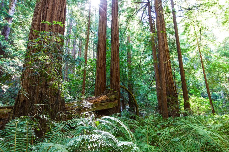 SF: Muir Woods, Sausalito, Golden Gate Bridge Private Tour - Muir Woods: Redwood Creek and Trees Over 350 Feet