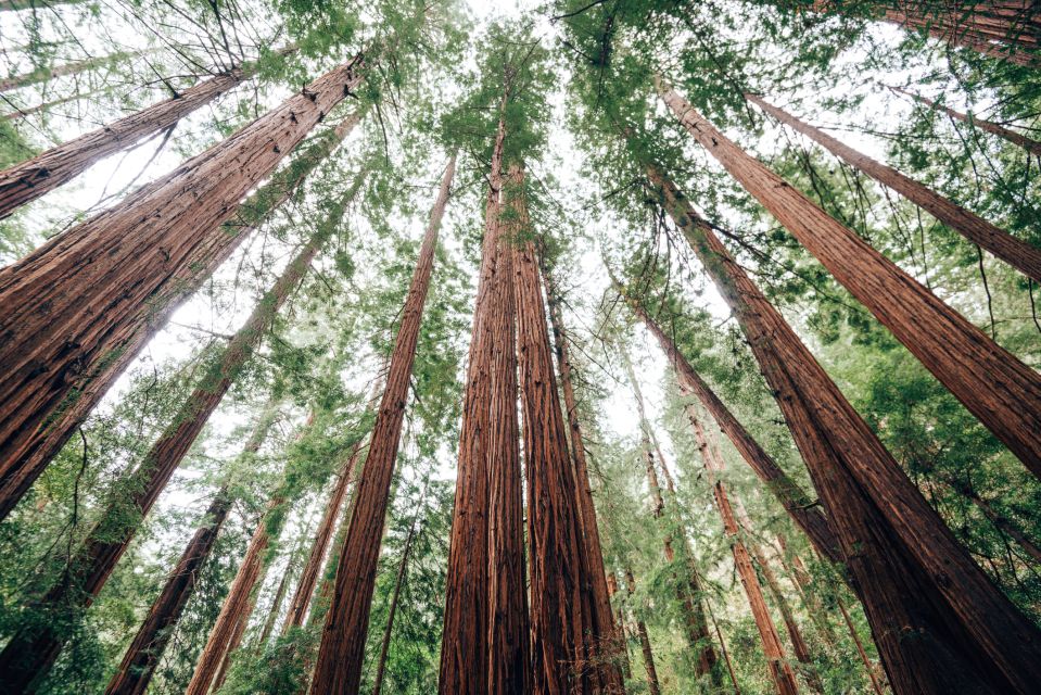 SF: Muir Woods, Sausalito, Golden Gate Bridge Private Tour - Price and Value: Is $409 for Up to 4 a Good Deal?