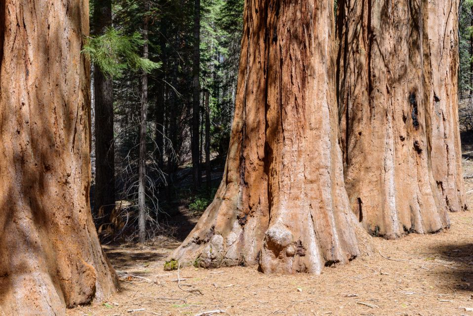 SF: Muir Woods, Sausalito, Golden Gate Bridge Private Tour - San Francisco Pickup to Muir Woods: Leave the City Noise Behind