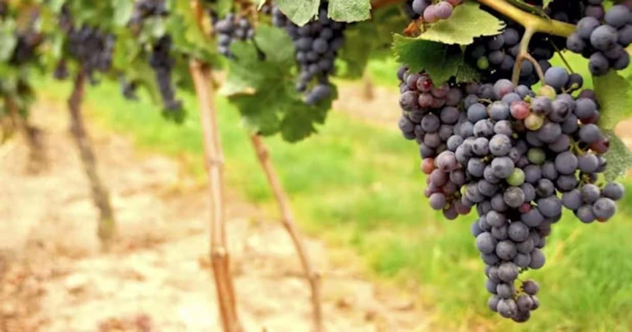SF: Napa & Sonoma Wine Tour & Hop-on Hop-off Tour (Save 15%) - Key Things I’d Bet You’ll Care About