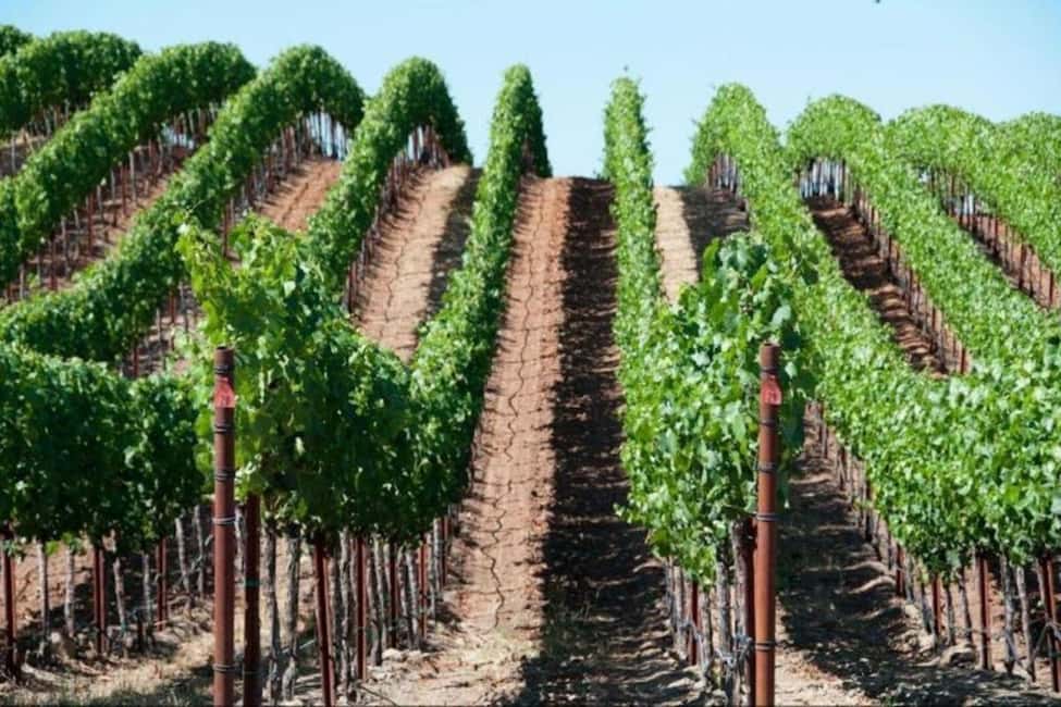SF: Napa & Sonoma Wine Tour & Hop-on Hop-off Tour (Save 15%) - The City Add-Ons: Sunset Panoramas and a Chinatown Walking Plan