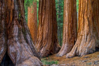 Small-Group Giant Redwoods and Russian River Wine Country Trip - Golden Gate Bridge Stop: Quick Photos, Best Morning Light