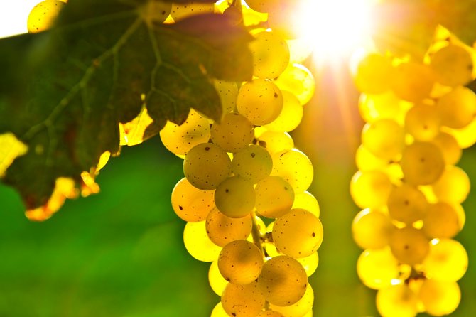 Small Group Napa and Sonoma Full-Day Wine Tour from San Francisco - Sonoma Valley: Start in the Right Place