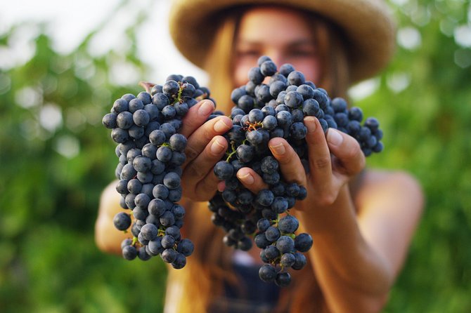 Small Group Napa Valley Tour for Wine Lovers - Golden Gate Bridge Return Stop: Views, Photos, and a Soft Landing Back in the City