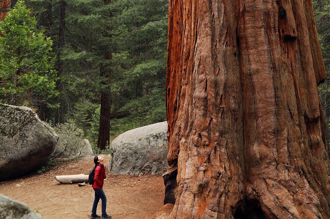 Small Group Redwoods, California Coast & Sausalito Day Trip from San Francisco - Marin Headlands: sweeping views and an optional ferry ending