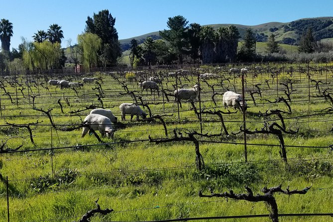 Sonoma Wine Tour with 2 Tastings Included Small-Group Half Day - A Half-Day Sonoma Plan That Starts in San Francisco