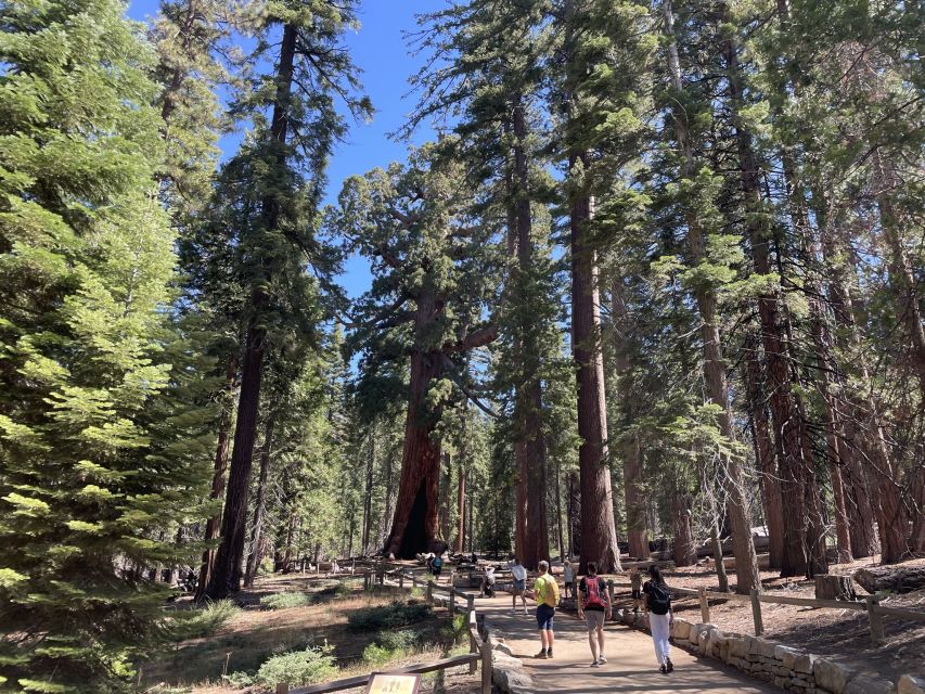 Yosemite, Giant Sequoias, Private Tour from San Francisco - Key highlights worth planning around