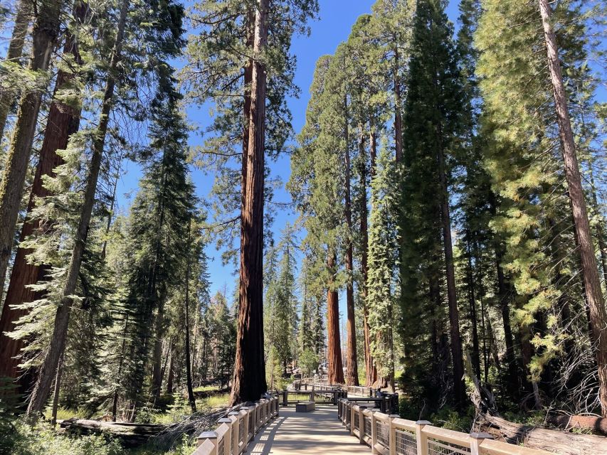 Yosemite, Giant Sequoias, Private Tour from San Francisco - Swinging Bridge Picnic Area: Photos, Breathing Room, and Merced River Views