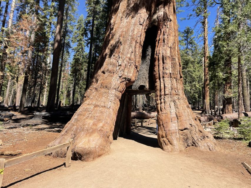 Yosemite, Giant Sequoias, Private Tour from San Francisco - El Capitan and Valley View: Your Last Chance for the Classic Shots
