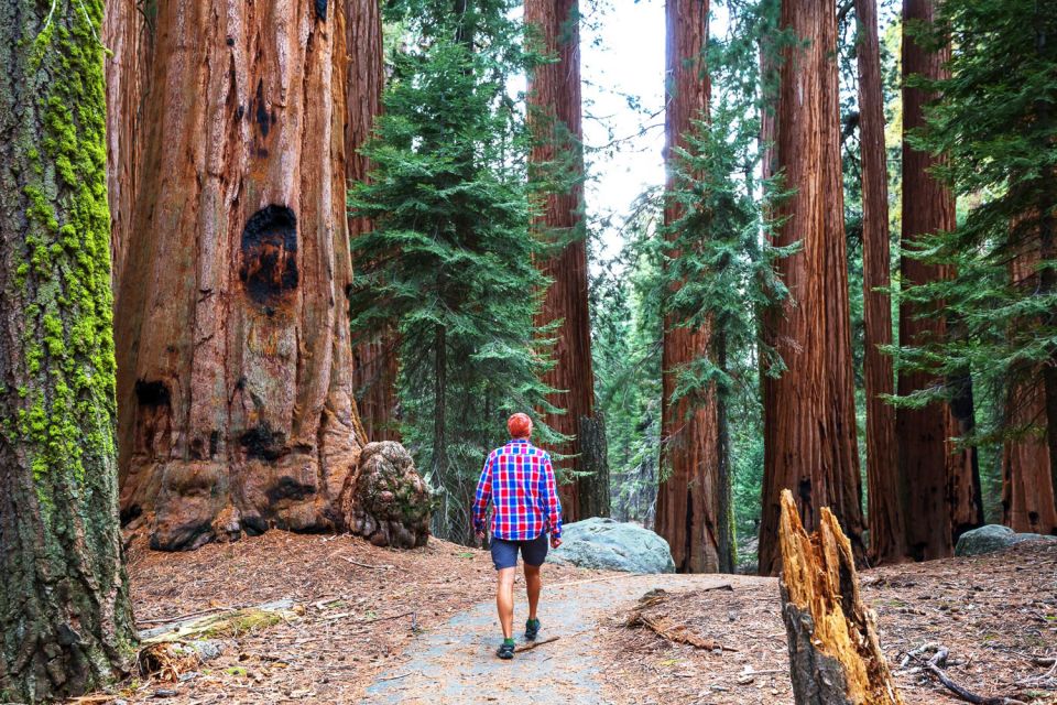 Yosemite Valley 3-Day Camping Adventure - The guide effect: what you should expect from the people leading your days